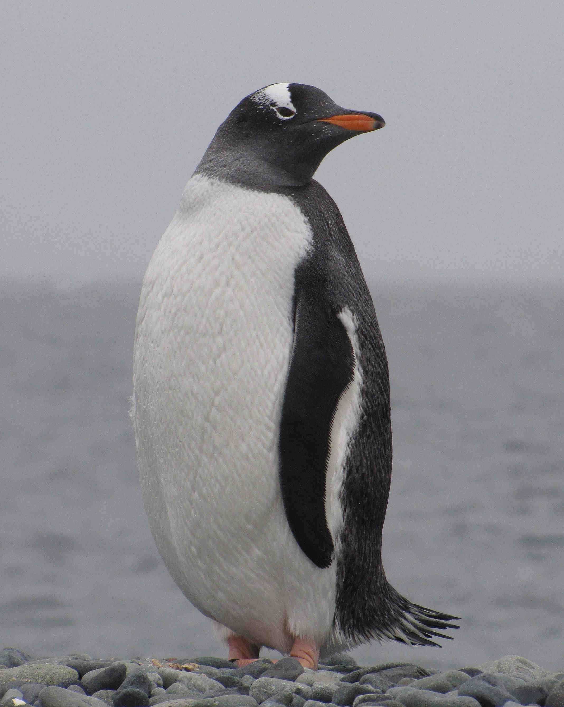 What animals live in the South Pole?